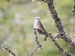 Bradornis microrhynchus