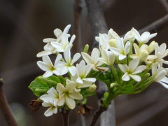 Holarrhena pubescens