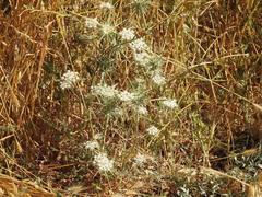 Exoacantha heterophylla