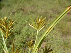 Cyperus tenuiculmis image
