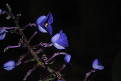 Dichorisandra thyrsiflora