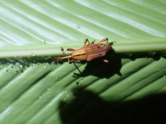 Metaprodioctes formosanus