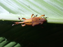 Metaprodioctes formosanus