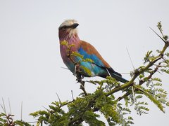 Coracias caudatus