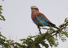 Coracias caudatus