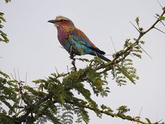 Coracias caudatus