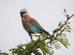 Coracias caudatus
