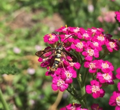 Synanthedon bibionipennis