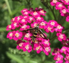 Synanthedon bibionipennis
