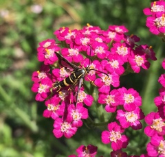 Synanthedon bibionipennis