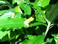 Hyla chinensis