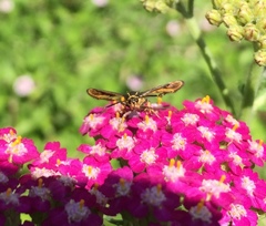 Synanthedon bibionipennis