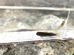 Tridentiger kuroiwae