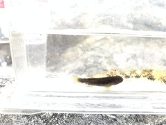 Tridentiger kuroiwae