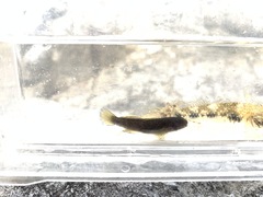 Tridentiger kuroiwae