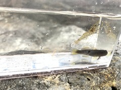 Tridentiger kuroiwae