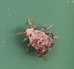 Halticini
