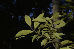 Tristaniopsis collina