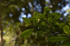 Tristaniopsis collina
