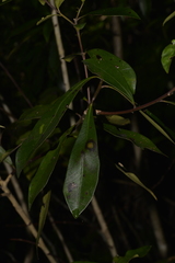 Tristaniopsis collina