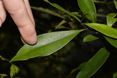 Tristaniopsis collina