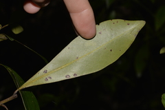 Tristaniopsis collina