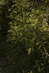 Tristaniopsis collina