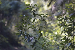 Tristaniopsis collina