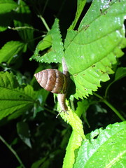 Satsuma sphaeroconus