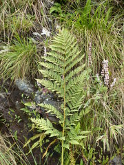 Dryopteris athamantica image