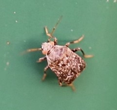 Halticini