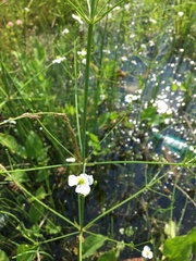 Alisma plantago-aquatica