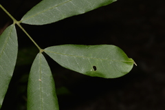 Ailanthus triphysa