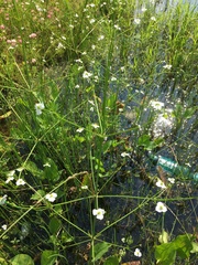 Alisma plantago-aquatica