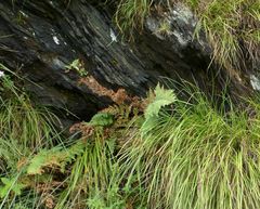 Dryopteris athamantica image