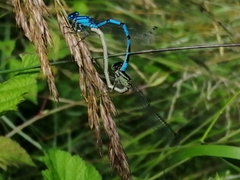 Enallagma cyathigerum