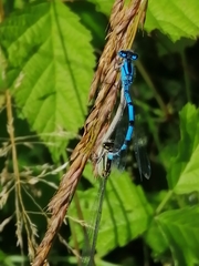 Enallagma cyathigerum