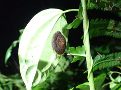 Aegista