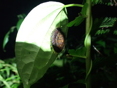 Aegista