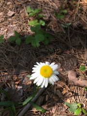 Leucanthemum vulgare