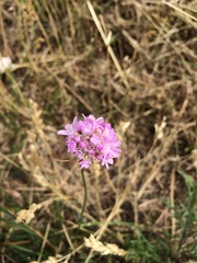 Armeria maritima elongata