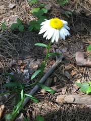 Leucanthemum vulgare