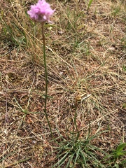 Armeria maritima elongata
