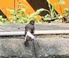 Phoenicurus fuliginosus