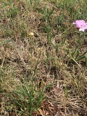 Armeria maritima elongata