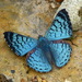 Mariposas Azules - Photo (c) Andrew Neild, algunos derechos reservados (CC BY-NC-ND)