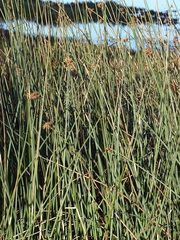 Schoenoplectus scirpoides