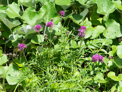 Centaurea scabiosa scabiosa