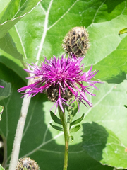 Centaurea scabiosa scabiosa