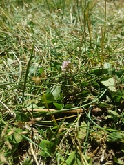 Trifolium fragiferum